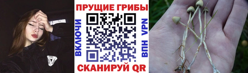 Галлюциногенные грибы ЛСД  Буй 